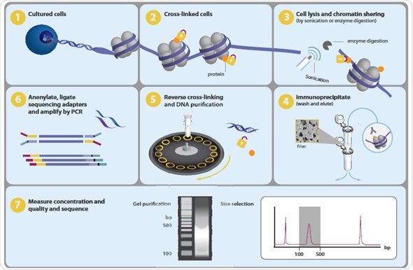 download diagrammatology an investigation on