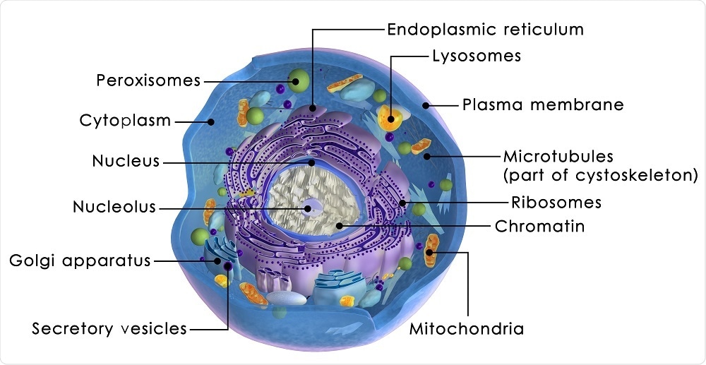 Diagram Of Eukaryotic Nucleus Gallery - How To Guide And 