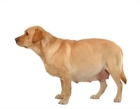 Phantom Pregnancy In Humans And Other Mammals