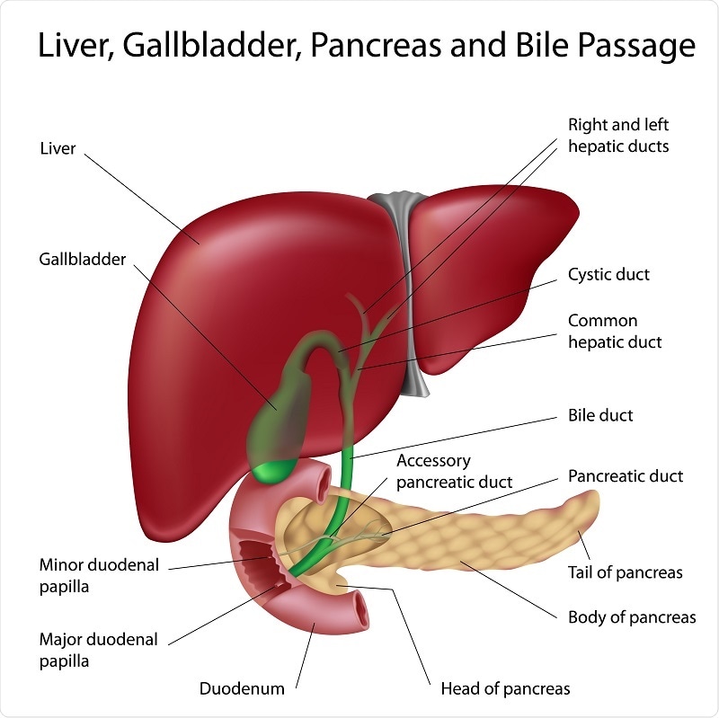 Diagram Of Liver In Human Body - Digestive System Of Human Body Anatomy