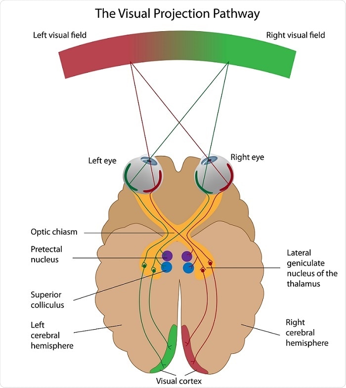 How the Eye Works - West Linn Vision Center