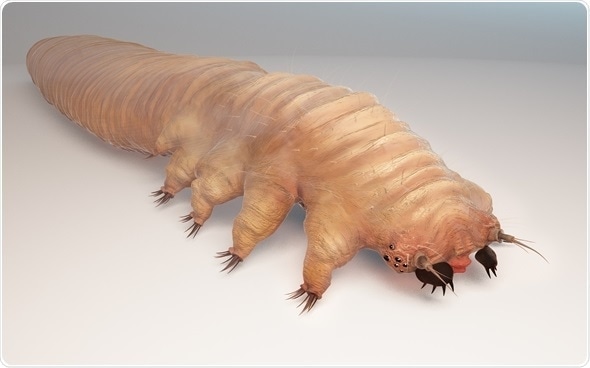 Demodex Mites In Humans Pictures
