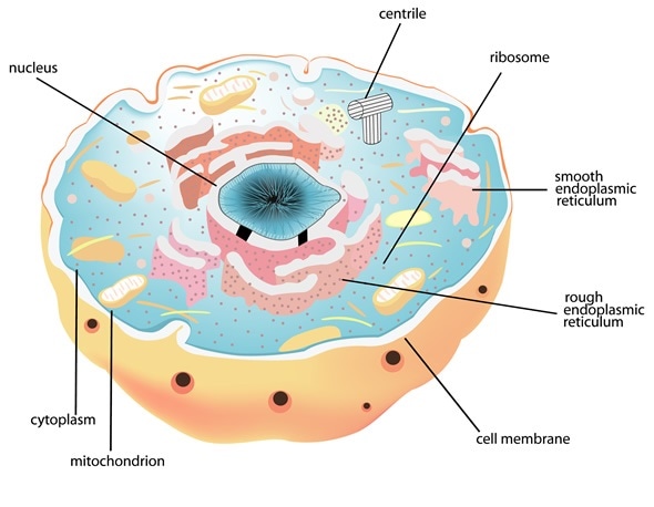 Structure and Function of the Cell Nucleus