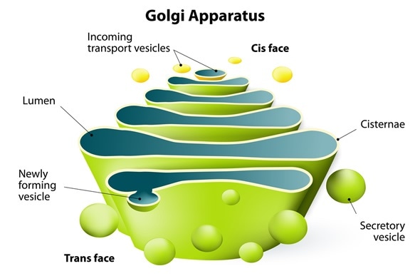 Featured image of post Golgi Apparatus Structure Drawing Biology4kids com cell structure golgi apparatus