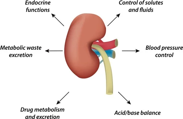 what-do-kidneys-do