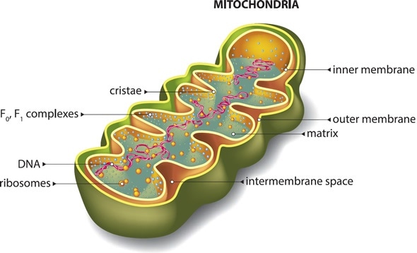 mitococonria fat burning