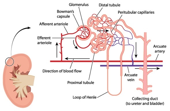 The Loop Of Henle