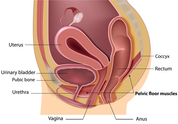 Kegel Pelvic Floor Exercise