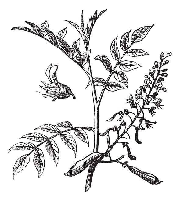 Peru Balsam or Myroxylon peruiferum, vintage engraved illustration. Trousset encyclopedia (1886 - 1891). Peru Balsam or Myroxylon peruiferum, vintage engraved illustration. Trousset encyclopedia (1886 - 1891).