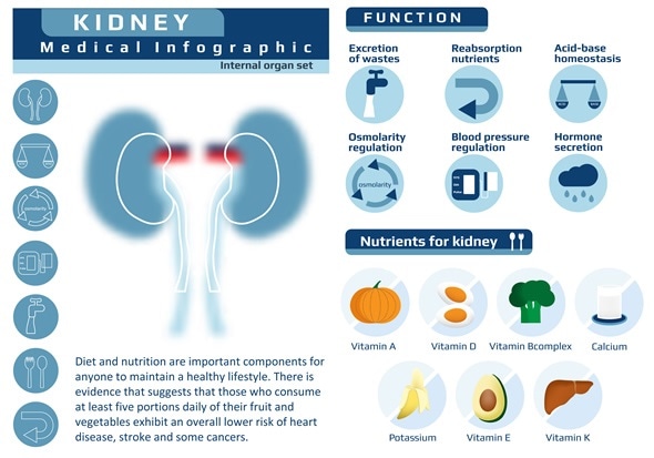 Function and nutrition supplement of kidney, Image Copyright: nipada_hong / Shutterstock