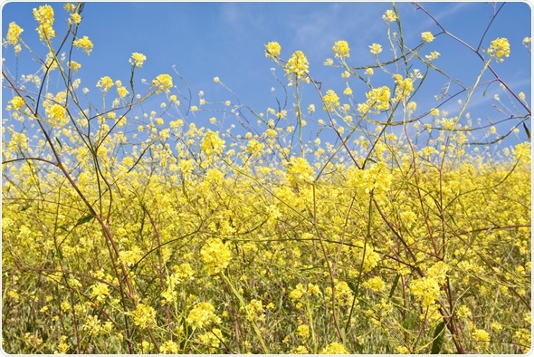 Wild mustard plants growing in central California - Image Copyright: David M. Schrader / Shutterstock Wild mustard plants growing in central California - Image Copyright: David M. Schrader / Shutterstock