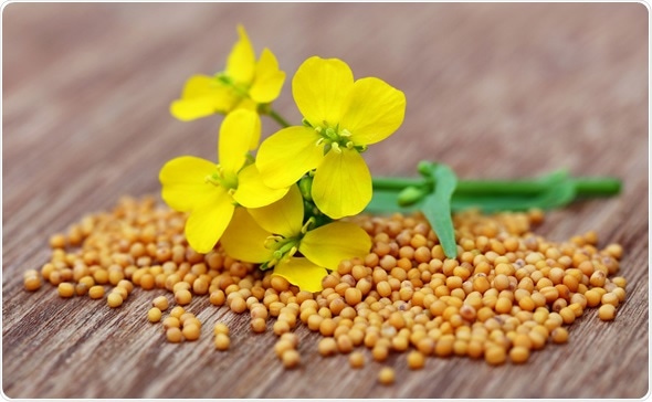 Mustard flowers with seeds on wooden surface Mustard flowers with seeds on wooden surface