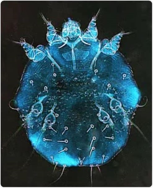 Scabies mite