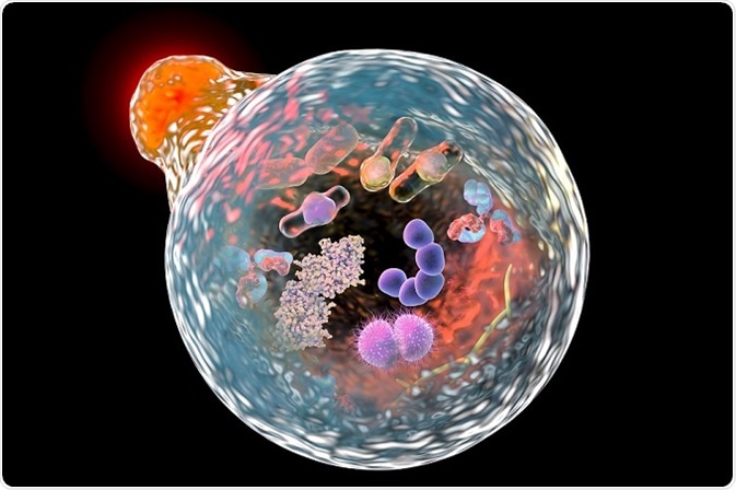 Biophotonics in Cell Biology Studies