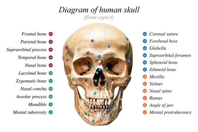 zygomatic bone maxillary process