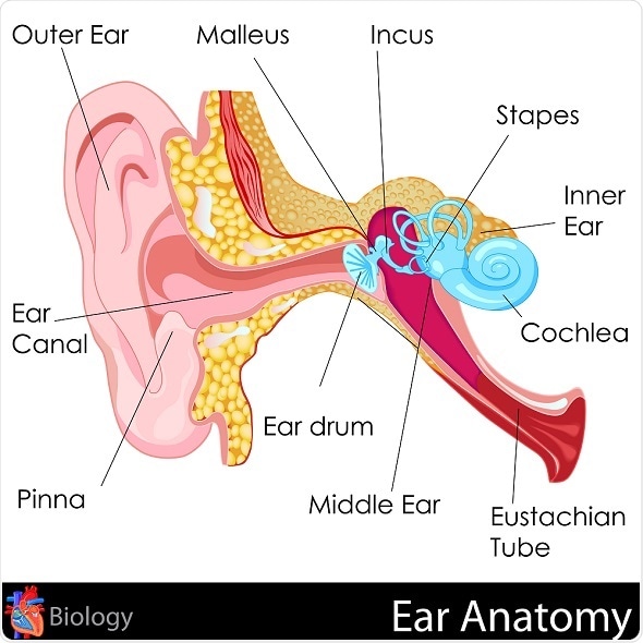 image.axd?picture=2017%2F2%2Feasy to edit vector illustration of Ear Anatomy diagram snapgalleria 590