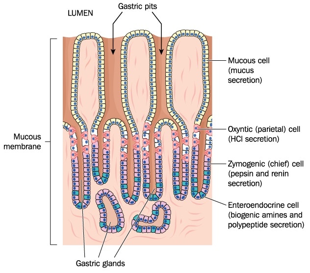 what is a gastric gland