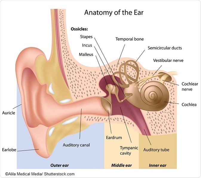 what are the three parts of the ear