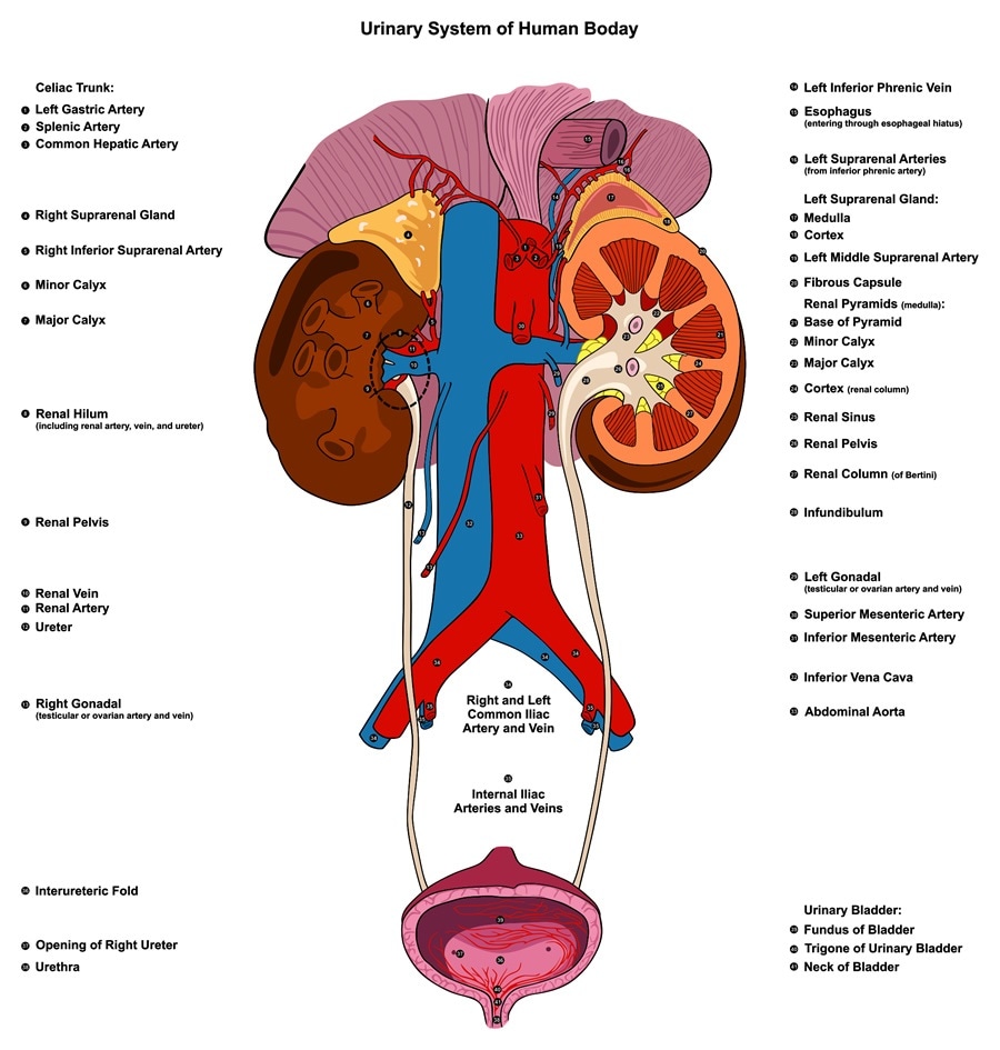 Urinary Problems In Children