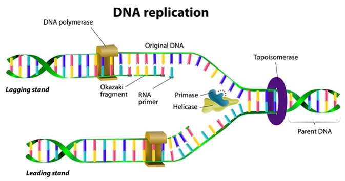 Dna Replication And Repair