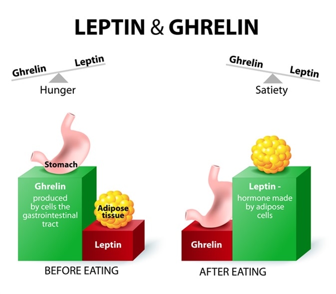 Αποτέλεσμα εικόνας για leptin ghrelin