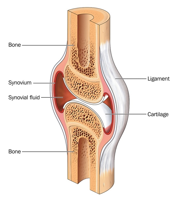 articular meaning anatomy