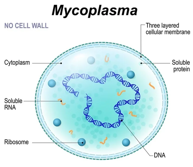 bacterial pneumonia cell