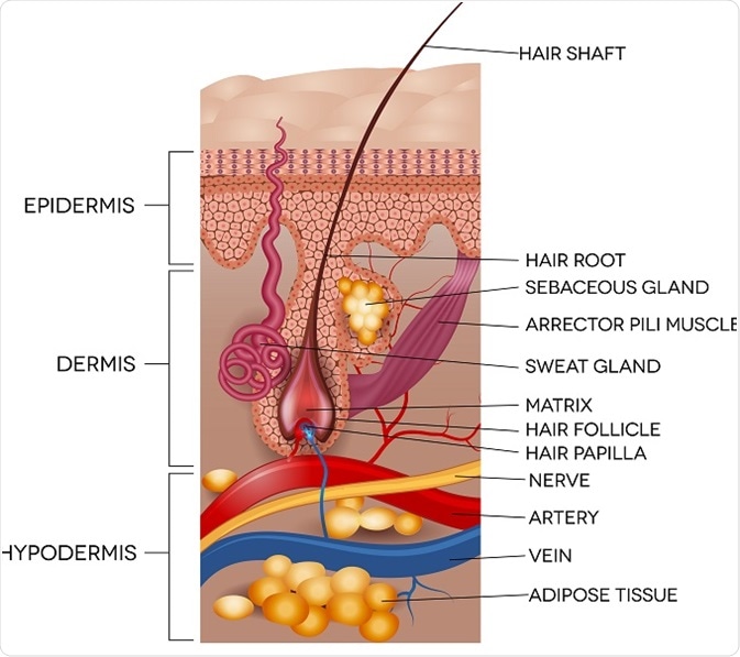 hair root