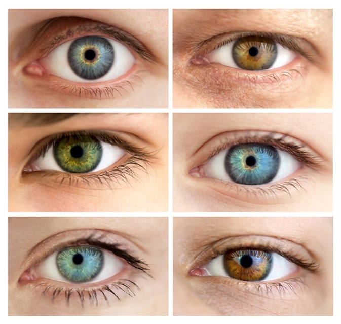 Kunstig Afslag Cirkus Genetics of Eye Color