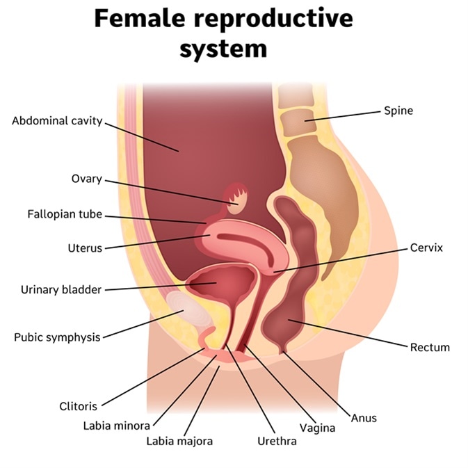 50% of men struggle to identify a woman's vagina correctly on a diagram: Survey