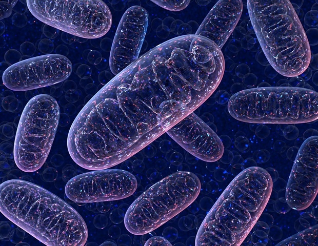 Promising new target regulating mitochondria during stress identified