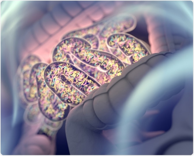 Gut bacteria , gut flora, microbiome. Bacteria inside the small intestine, concept, representation. 3D illustration. Image Credit: Anatomy Insider / Shutterstock