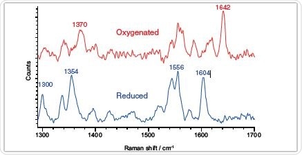 oxygenated and reduced myoglobin