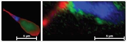 Reduced cytochrome signals 