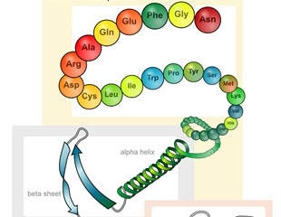 Protein Structure and Function