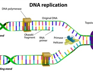 Dna replication research paper