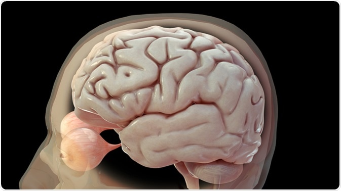 3D render of neutral coloured human brain and eyeballs. Image Credit: 3Dme Creative Studio / Shutterstock