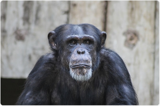 Demostración Alzheimer de los chimpancés del Envejecimiento como cambios del cerebro. Haber de Imagen: Pixelcount/Shutterstock