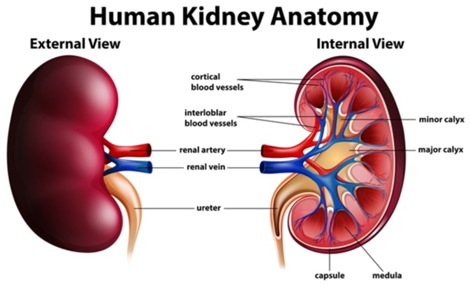 kidney function essay