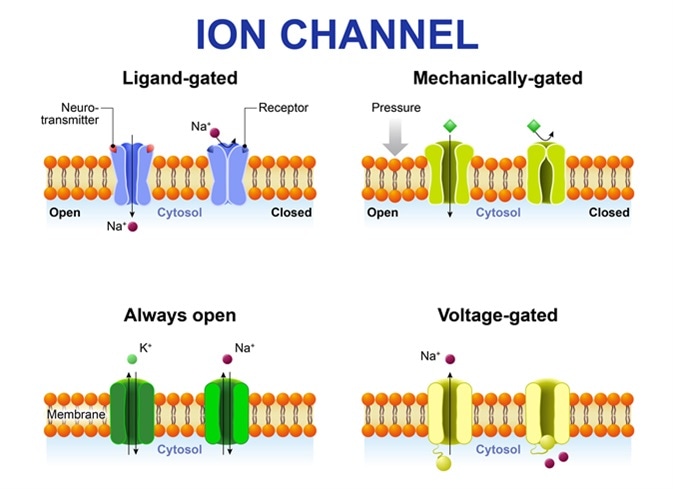 Importance Of Ion Channels In The Body