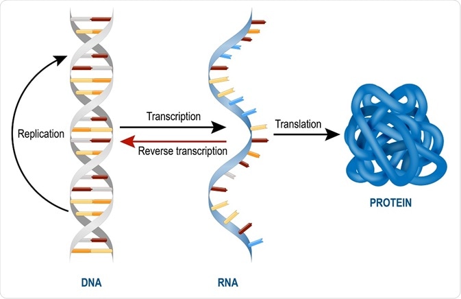 Types Of Rna Mrna Rrna And Trna