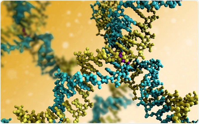 DNA Molecule Model. Image Credit: UGREEN 3S / Shutterstock