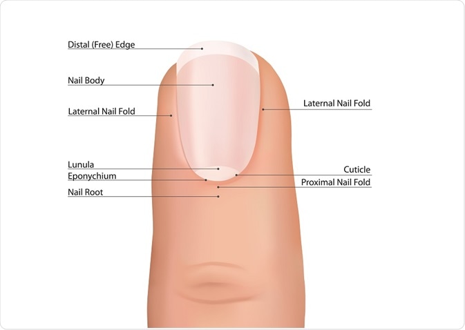 Types Of Nail Disease