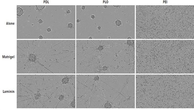 Real-Time, Long-Term Quantitative Analysis of iPSC-Derived Neuronal