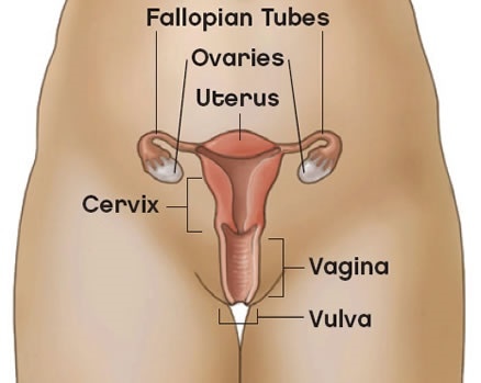 Vulva in female
