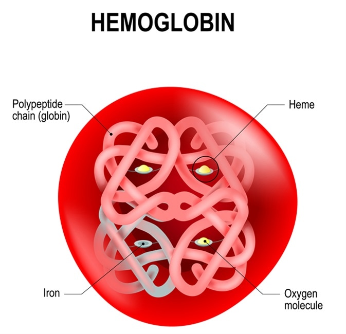 Hemoglobina Fetal