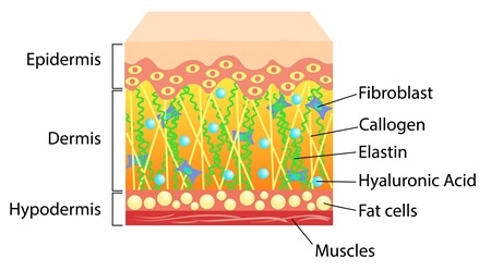 What is Elastin?