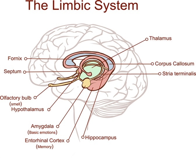 Limbic System And Emotion