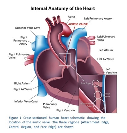 Aorta Valve Anatomy