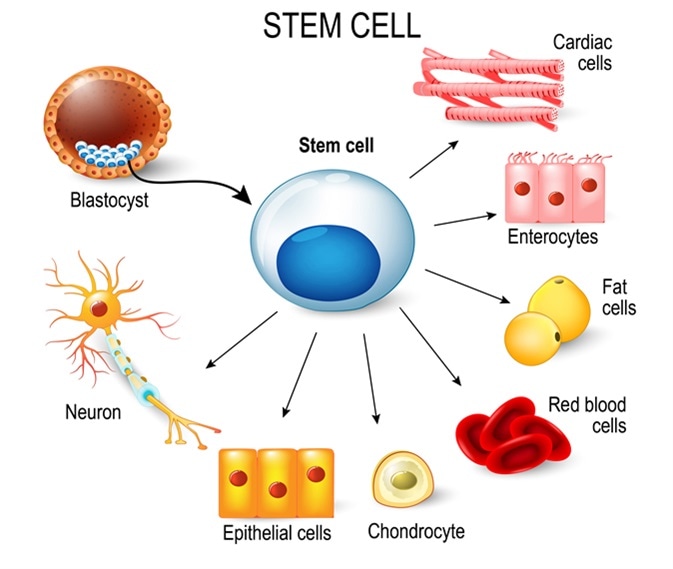 advantages of using stem cells in medicine